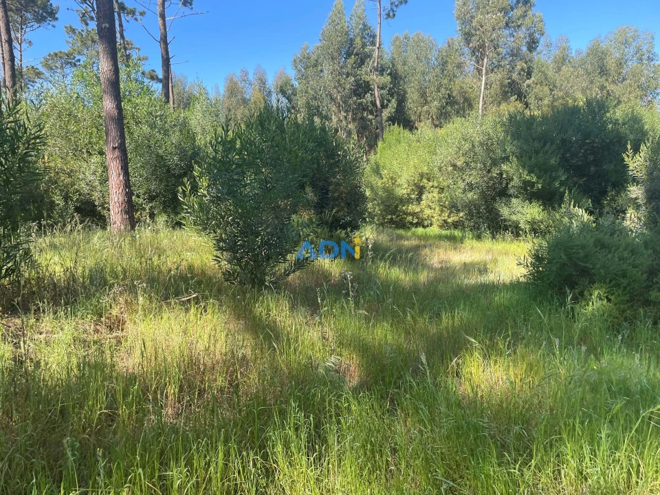 Terreno para Venda em Colares Foto 7
