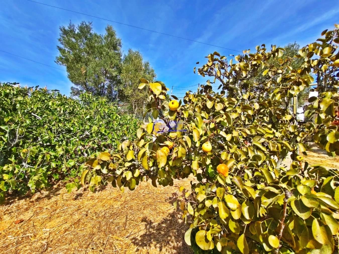 Quinta T2 para Venda em Lagoa e Carvoeiro Foto 23