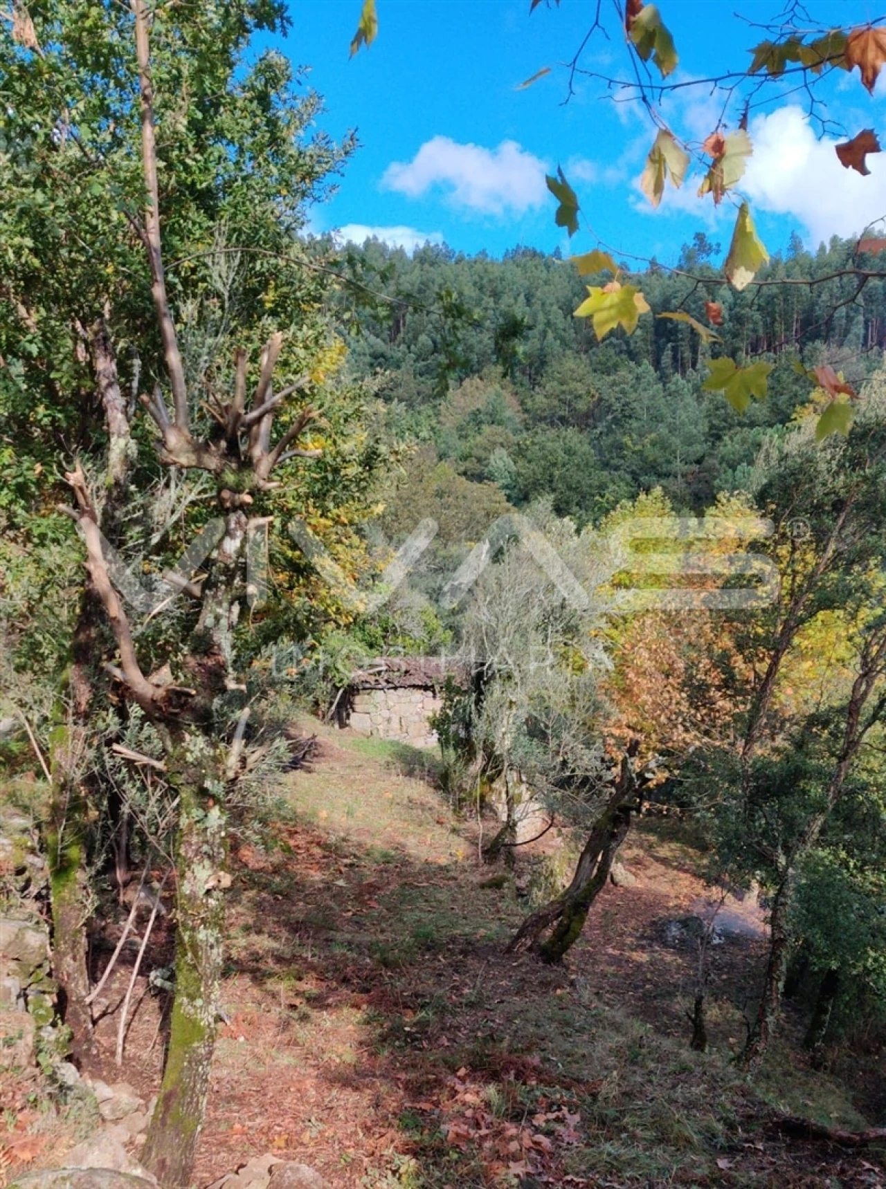 Moradia T1 para Venda em Valdosende Foto 61