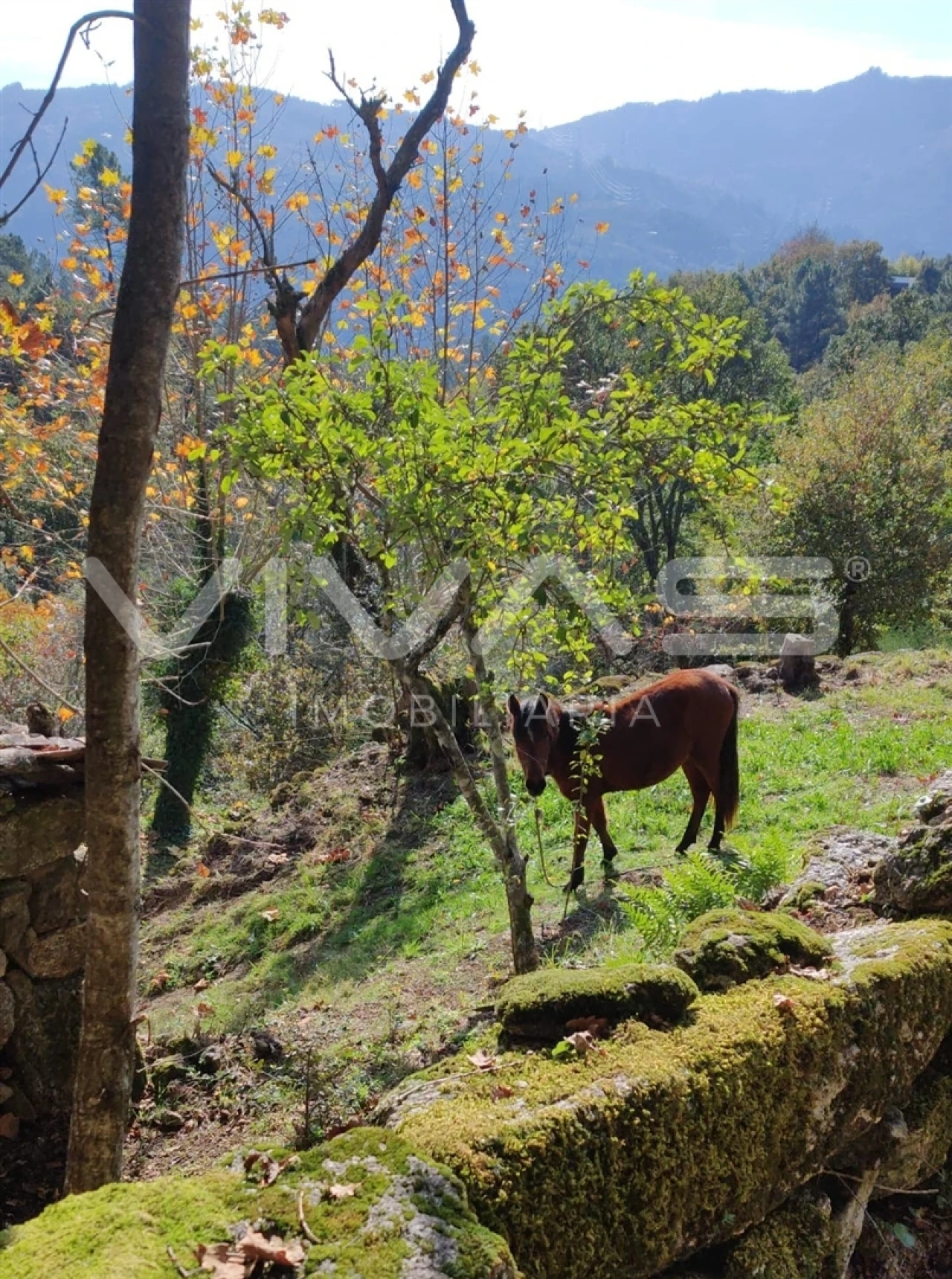 Moradia T1 para Venda em Valdosende Foto 31