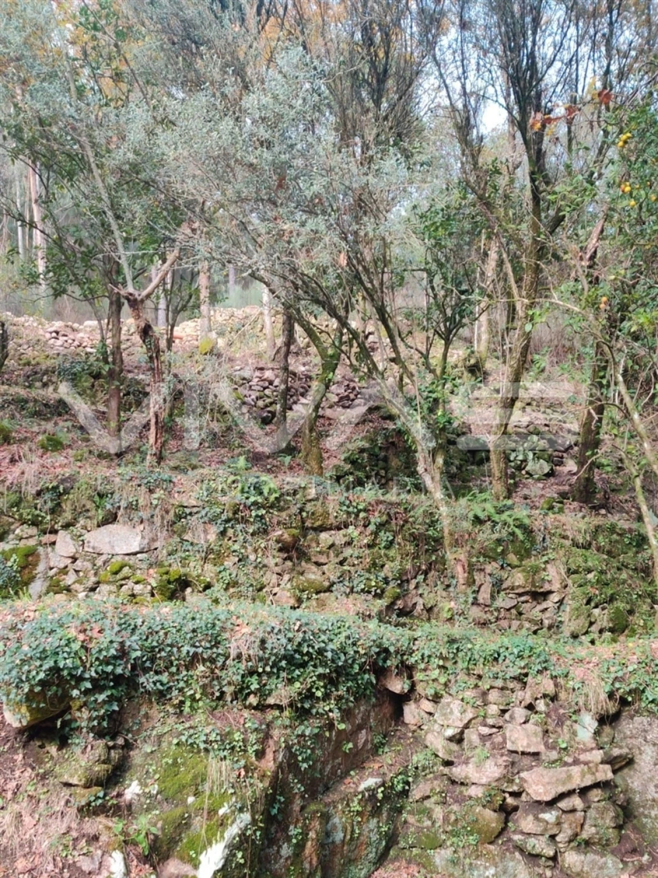 Moradia T1 para Venda em Valdosende Foto 7