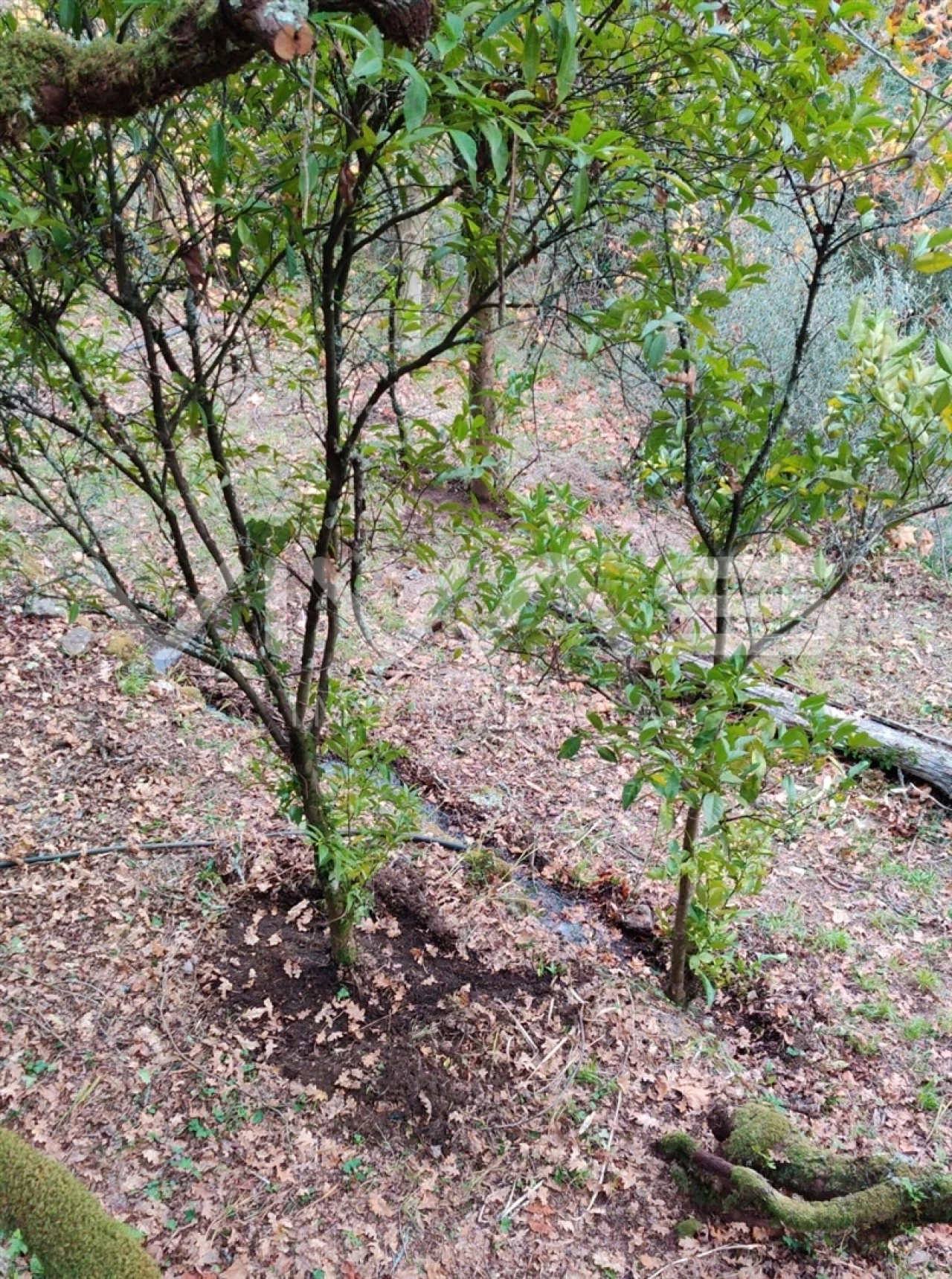 Moradia T1 para Venda em Valdosende Foto 47