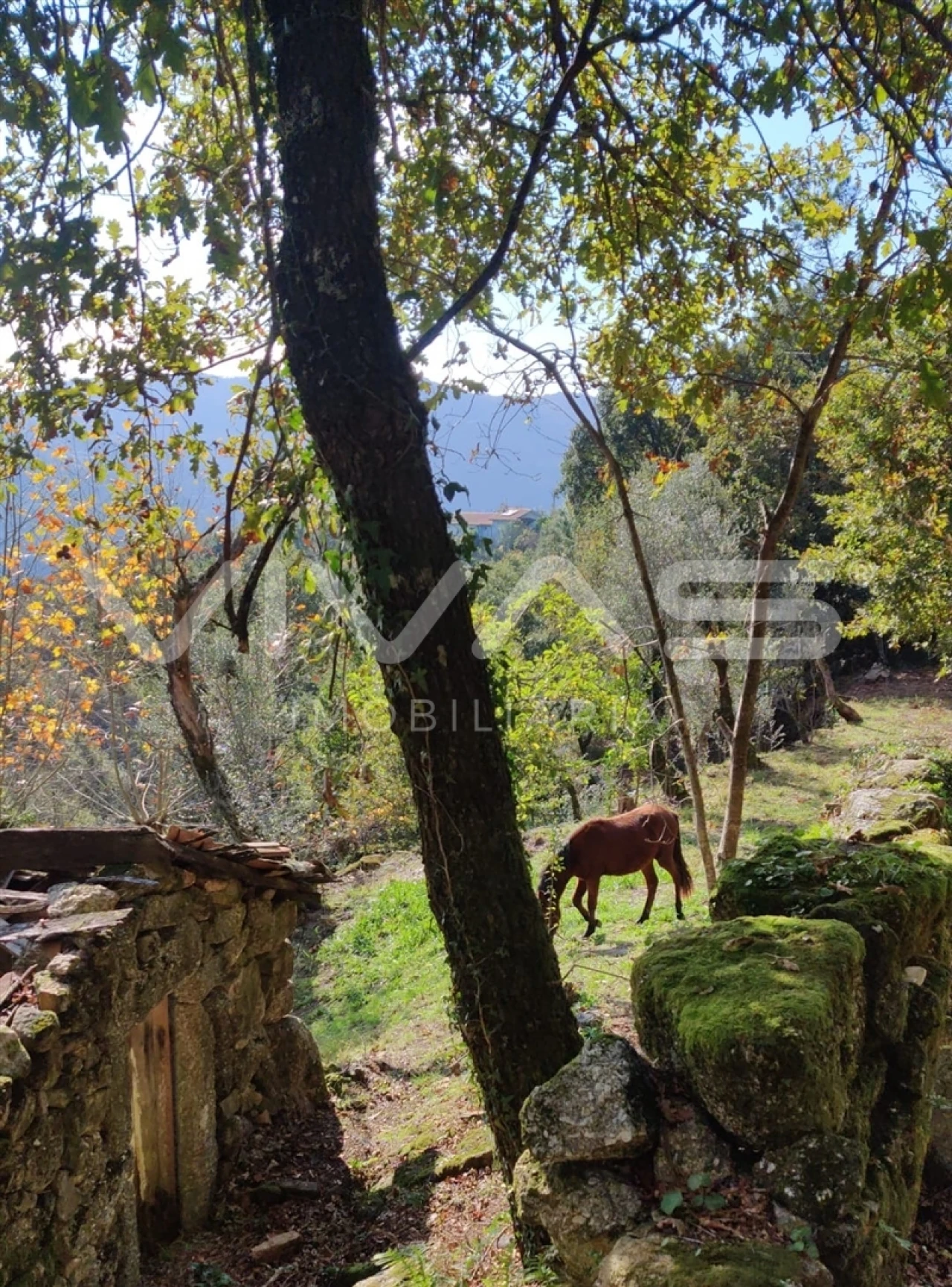 Moradia T1 para Venda em Valdosende Foto 30