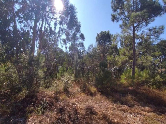 Terreno para Venda em Samuel Foto 7