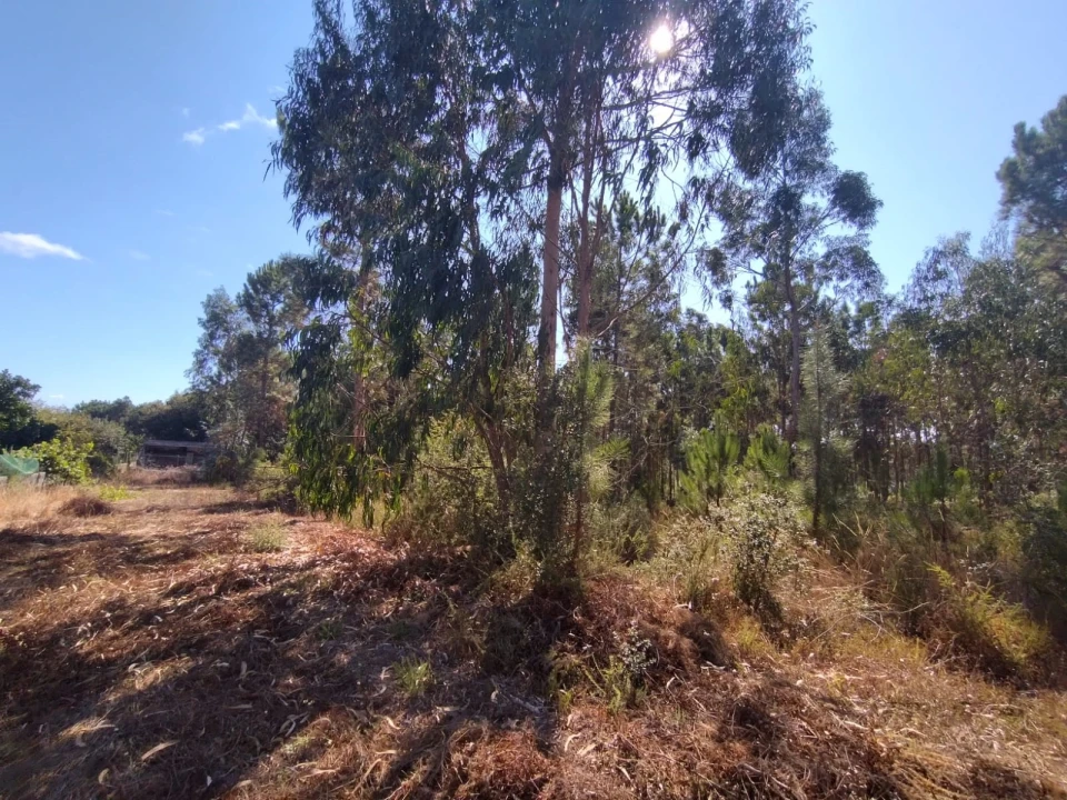 Terreno para Venda em Samuel Foto 5