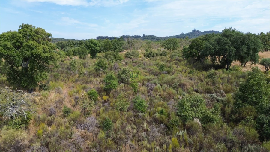 Terreno Agricola ou Rústico para Venda em Penamacor Foto 14