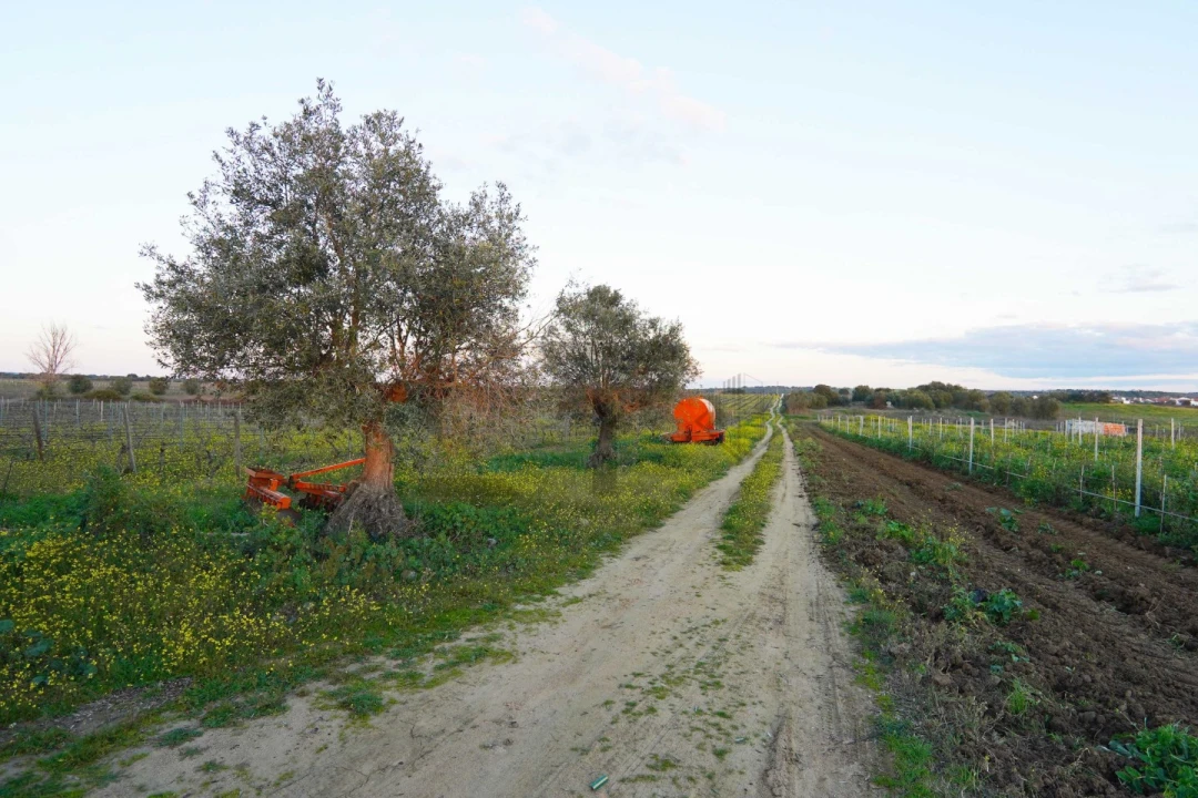 Terreno para Venda em Reguengos de Monsaraz Foto 9