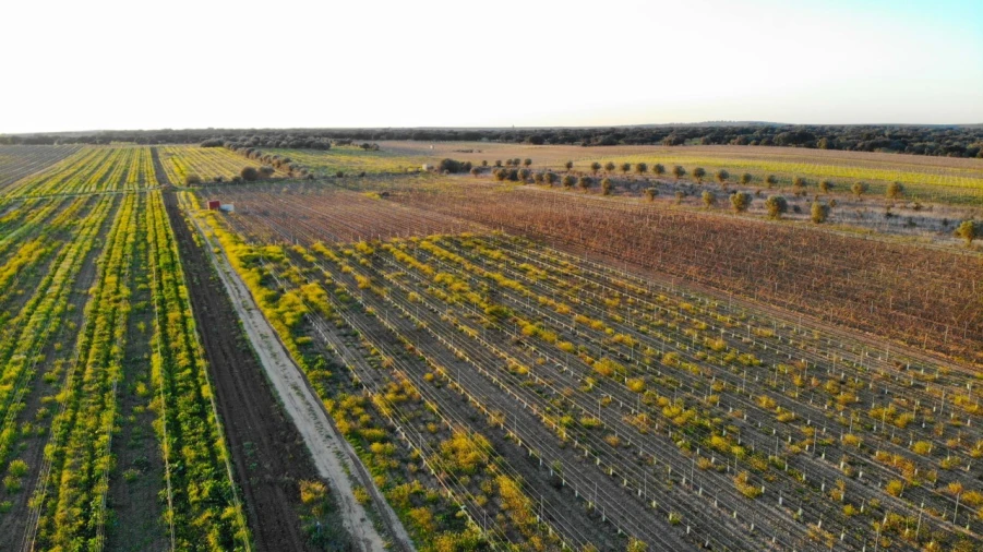 Terreno para Venda em Reguengos de Monsaraz Foto 3