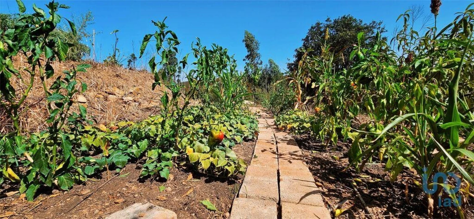 Terreno para Venda em Barão de São Miguel Foto 12