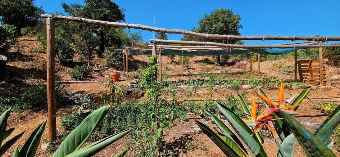 Terreno para Venda em Barão de São Miguel Foto 9