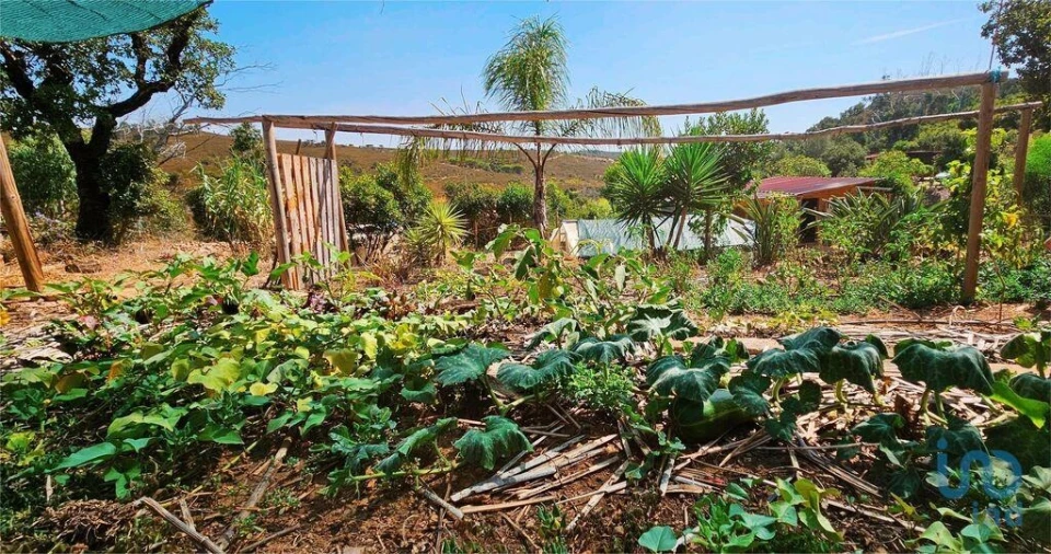 Terreno para Venda em Barão de São Miguel Foto 2