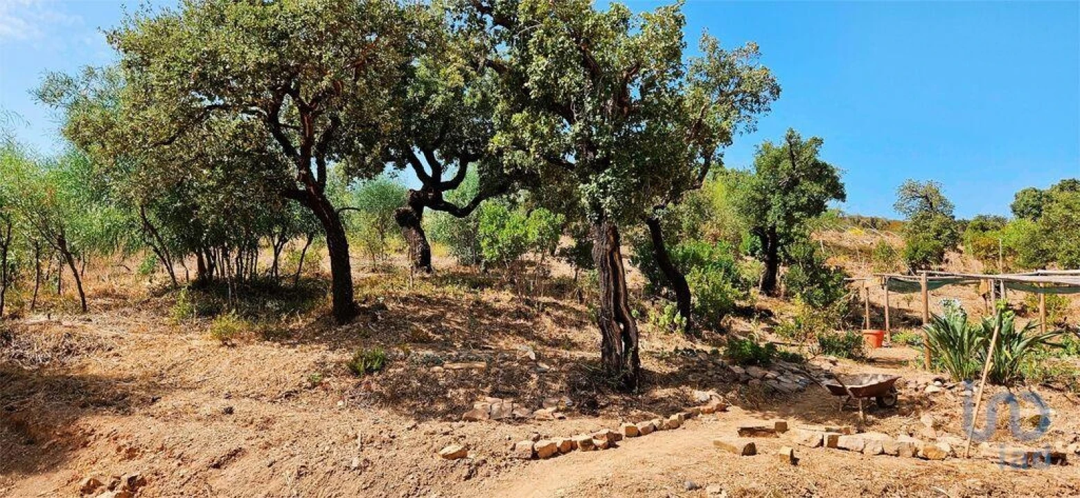 Terreno para Venda em Barão de São Miguel Foto 8