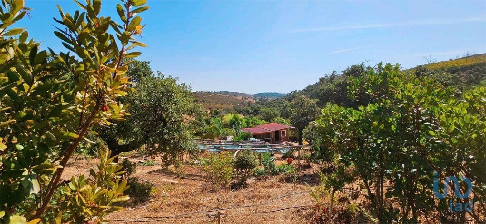 Terreno para Venda em Barão de São Miguel Foto 4