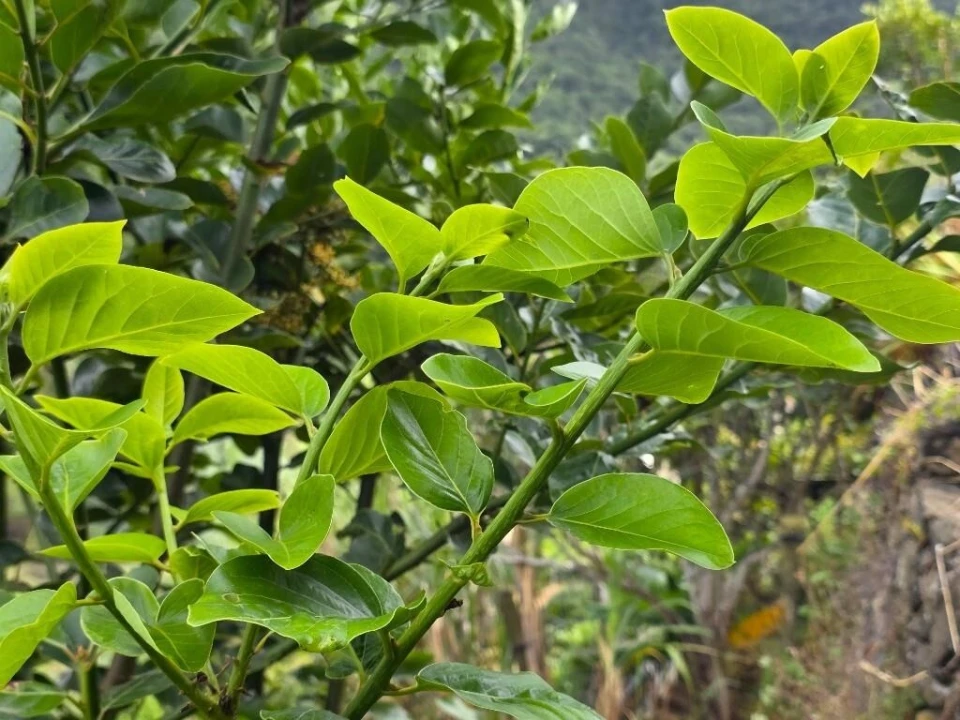 Terreno para Venda em Boa Ventura Foto 20