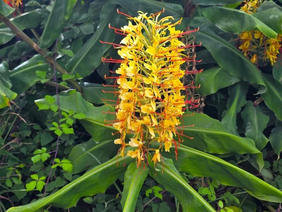 Terreno para Venda em Boa Ventura Foto 26