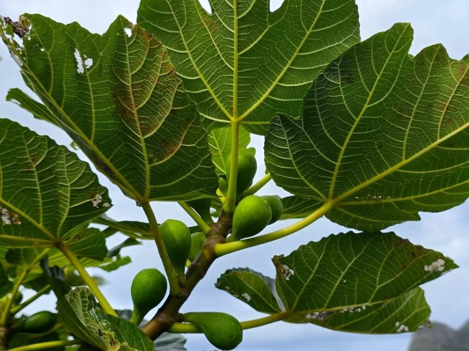 Terreno para Venda em Boa Ventura Foto 22