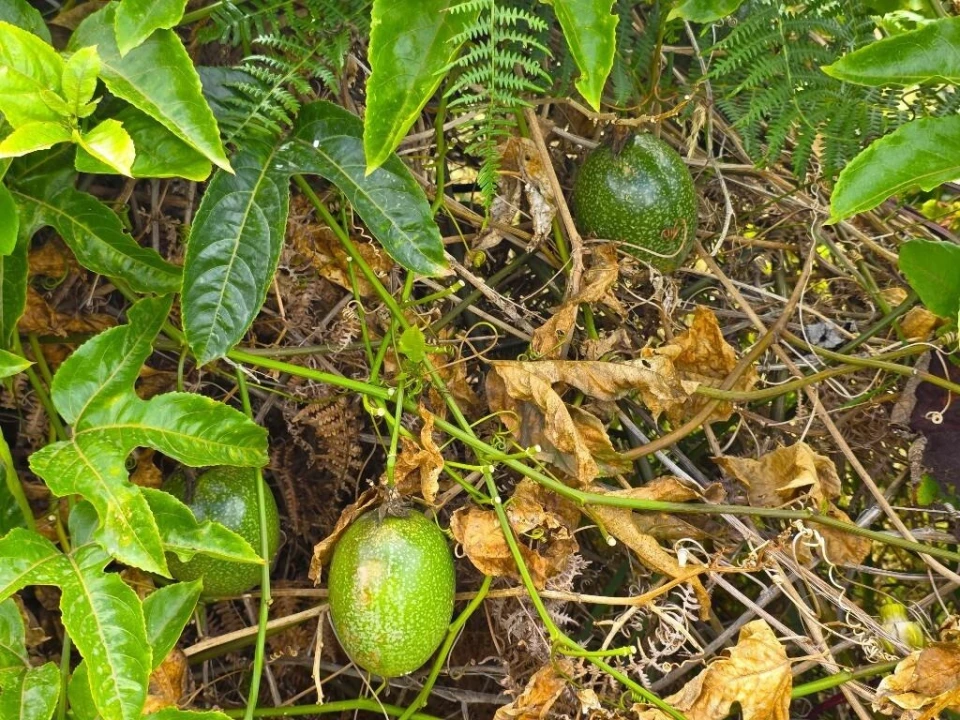 Terreno para Venda em Boa Ventura Foto 21
