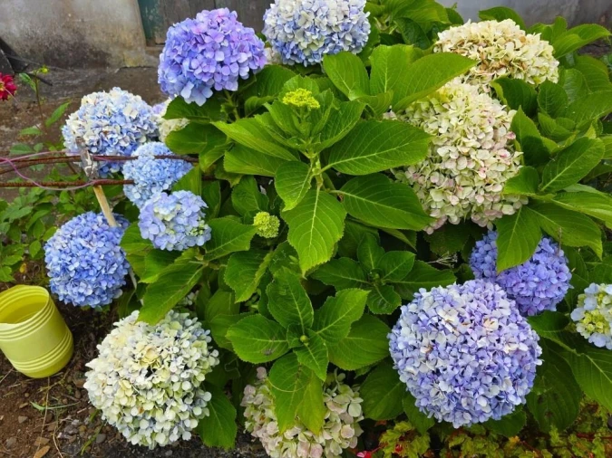 Terreno para Venda em Boa Ventura Foto 25