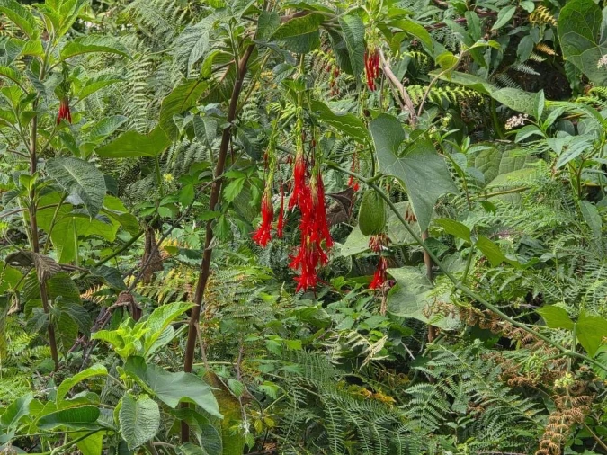 Terreno para Venda em Boa Ventura Foto 27