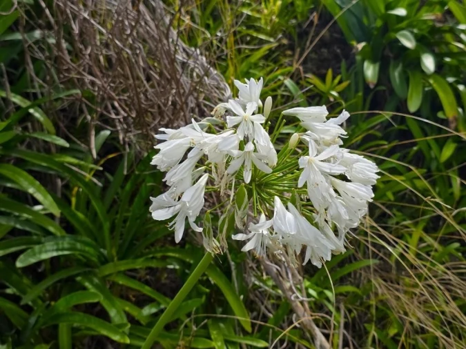 Terreno para Venda em Boa Ventura Foto 28