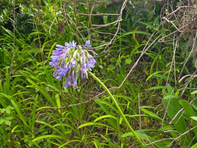 Terreno para Venda em Boa Ventura Foto 29