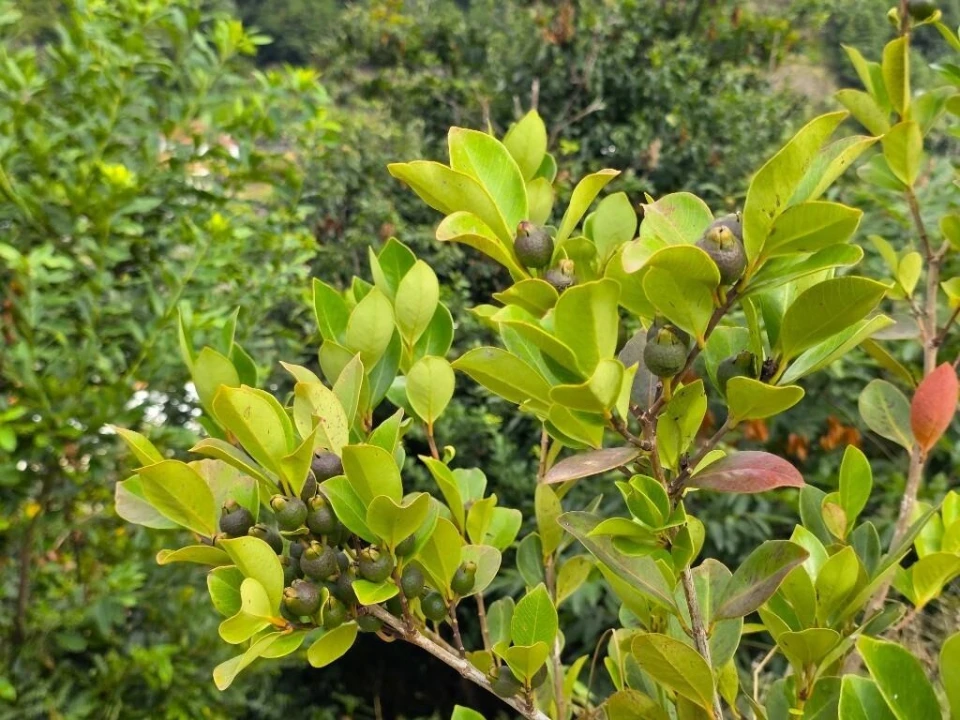 Terreno para Venda em Boa Ventura Foto 19