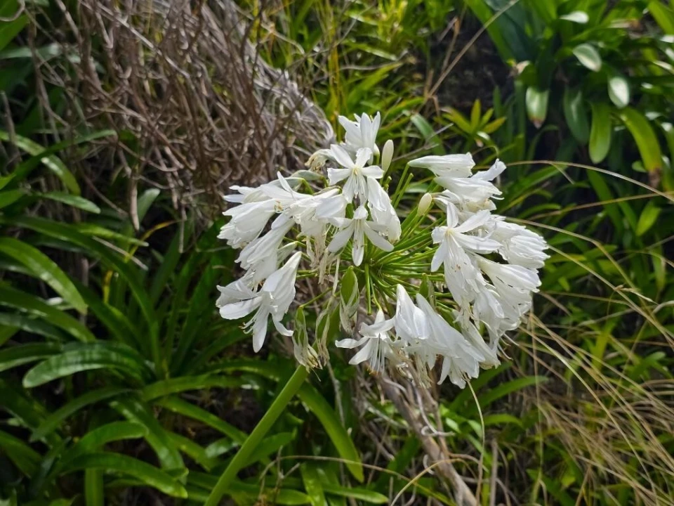 Terreno para Venda em Boa Ventura Foto 28