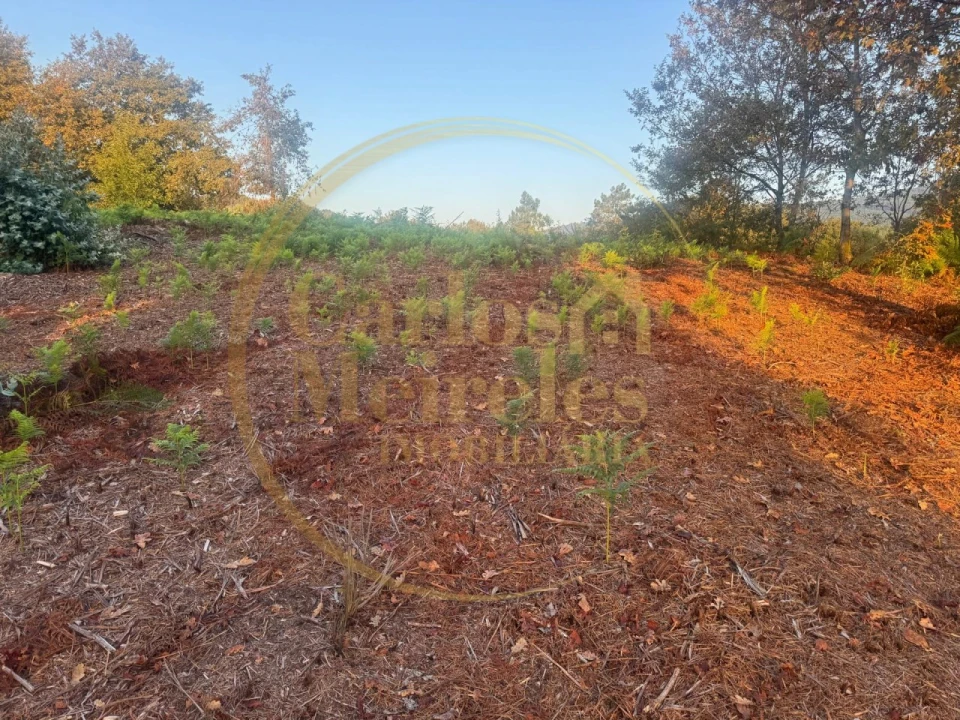 Terreno para Venda em Gême Foto 2