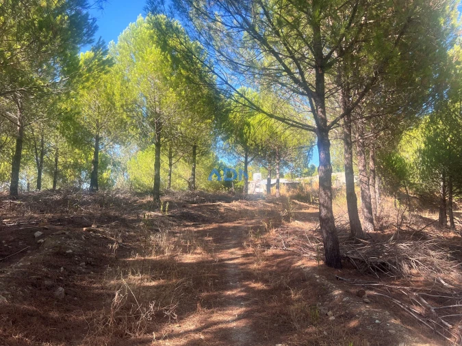 Quinta para Venda em Castelo Branco Foto 13