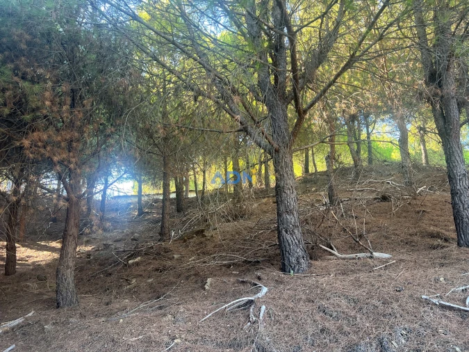 Quinta para Venda em Castelo Branco Foto 28