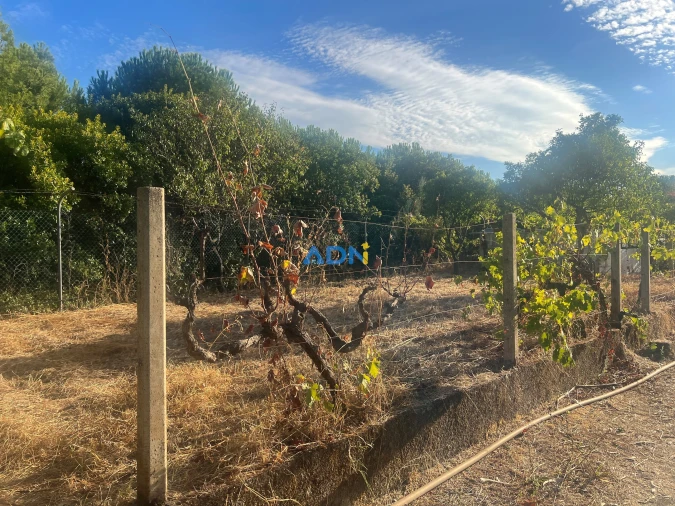 Quinta para Venda em Castelo Branco Foto 31