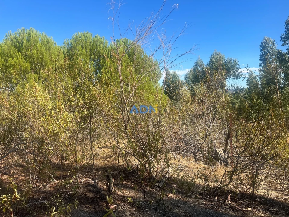 Quinta para Venda em Castelo Branco Foto 14