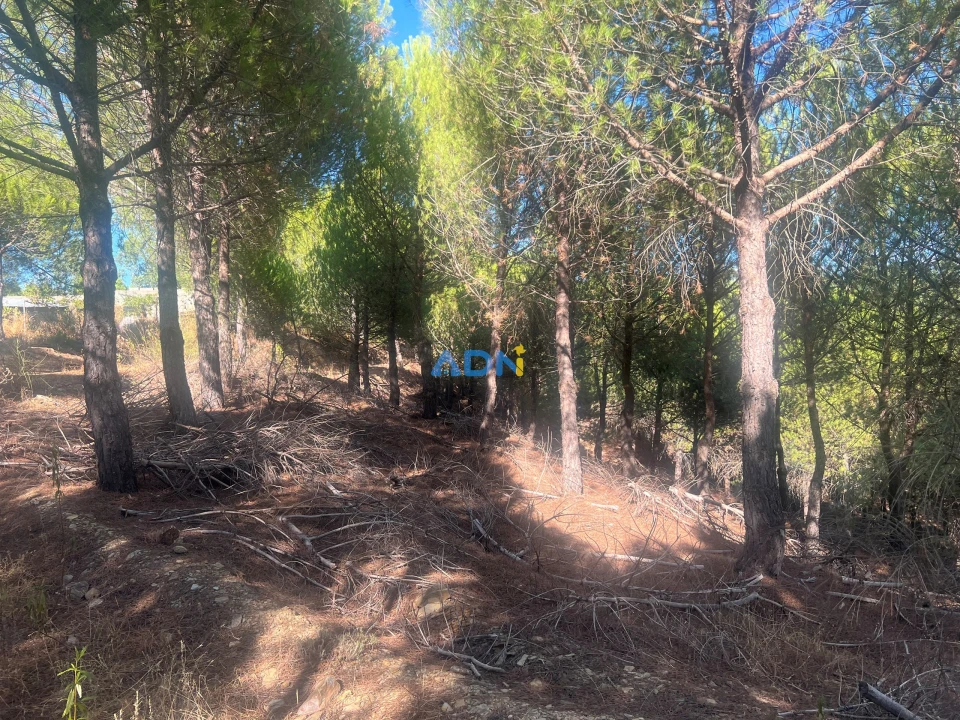 Quinta para Venda em Castelo Branco Foto 12