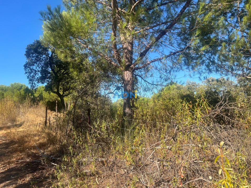 Quinta para Venda em Castelo Branco Foto 15
