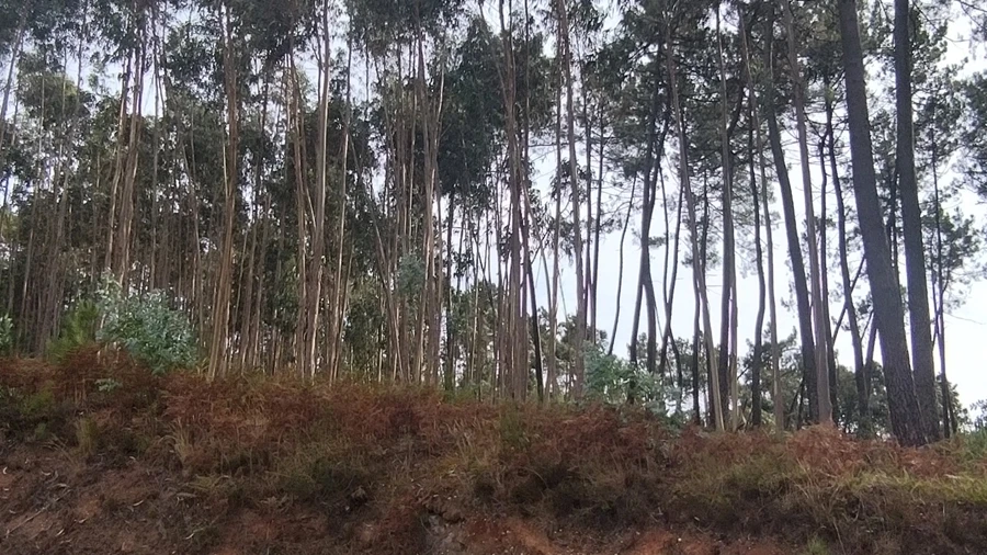 Terreno para Venda em Caranguejeira