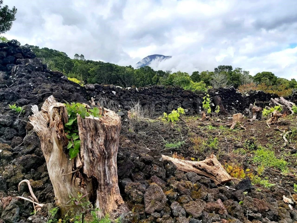 Terreno para Venda em São Mateus Foto 7