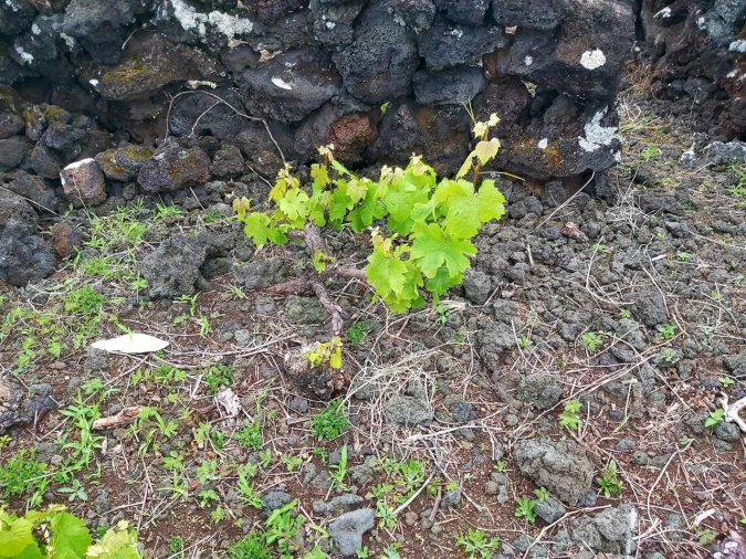 Terreno para Venda em São Mateus Foto 3