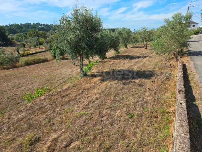 Terreno Agricola ou Rústico para Venda em Tabua Foto 10