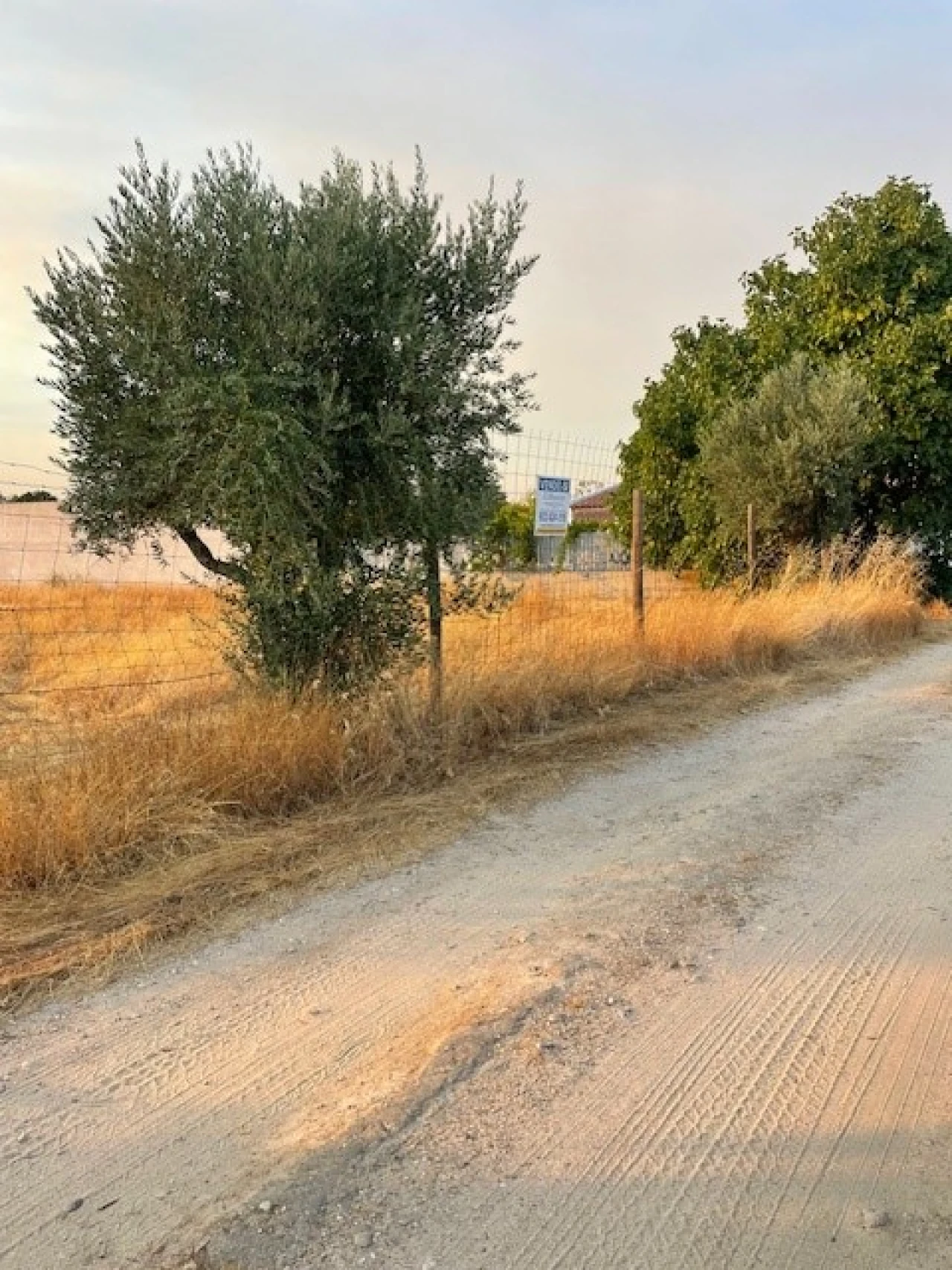 Terreno Agricola ou Rústico para Venda em Ponte de Sor, Tramaga e Vale de Açor Foto 5