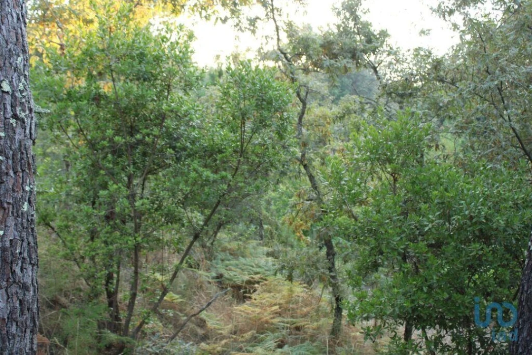 Terreno para Venda em Nogueira do Cravo Foto 10