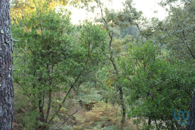 Terreno para Venda em Nogueira do Cravo Foto 10