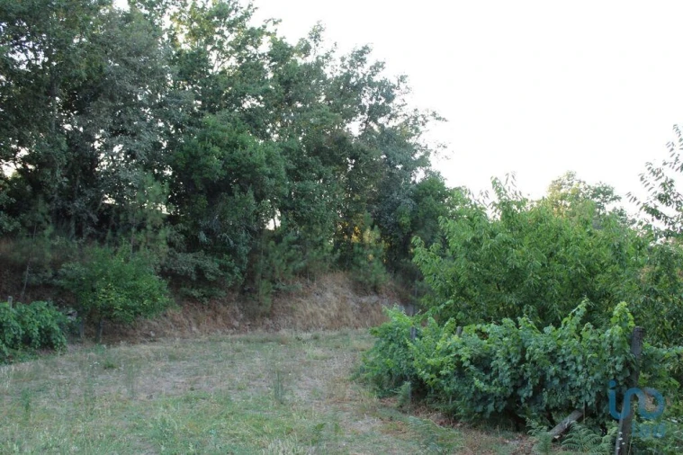 Terreno para Venda em Nogueira do Cravo Foto 4