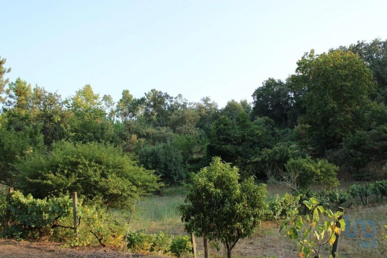 Terreno para Venda em Nogueira do Cravo Foto 8