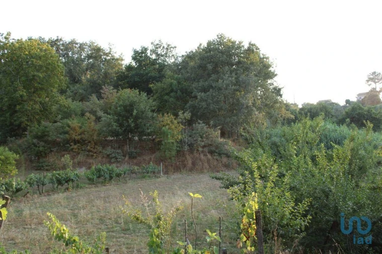 Terreno para Venda em Nogueira do Cravo Foto 2
