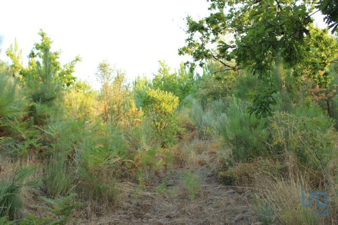 Terreno para Venda em Nogueira do Cravo Foto 7
