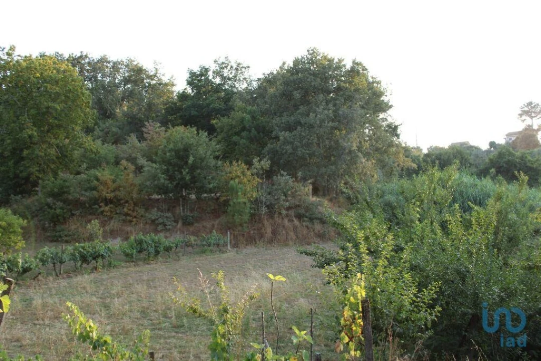 Terreno para Venda em Nogueira do Cravo Foto 2