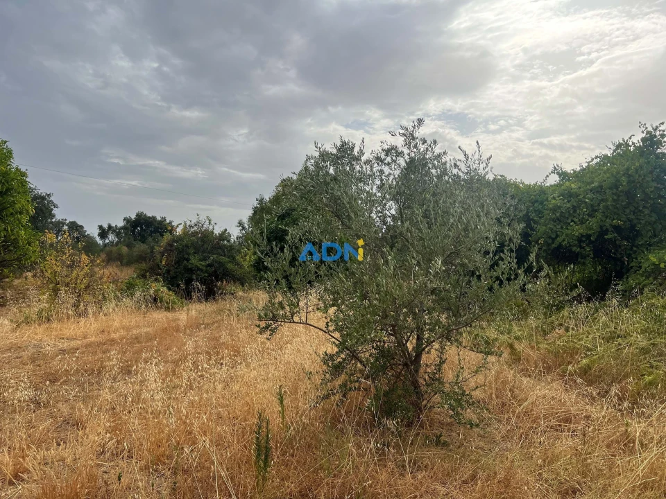 Quinta T1 para Venda em Louriçal do Campo Foto 57