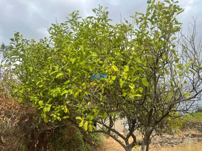 Quinta T1 para Venda em Louriçal do Campo Foto 70