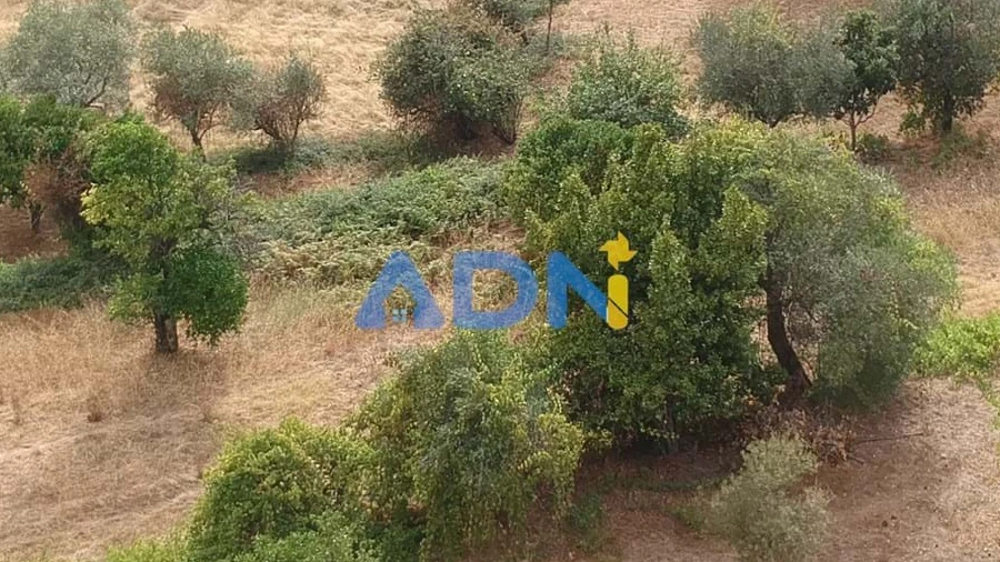 Quinta T1 para Venda em Louriçal do Campo