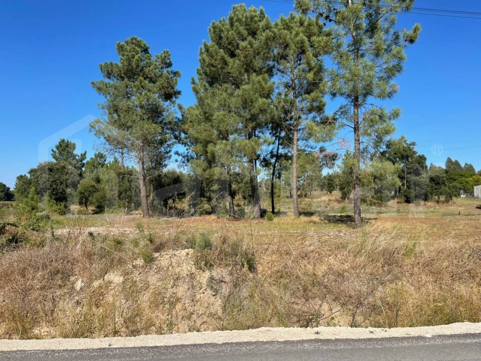 Terreno para Venda em Marinhais Foto 3